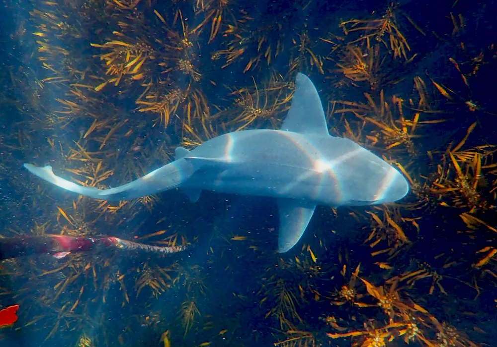 FBUC Marine Life 2