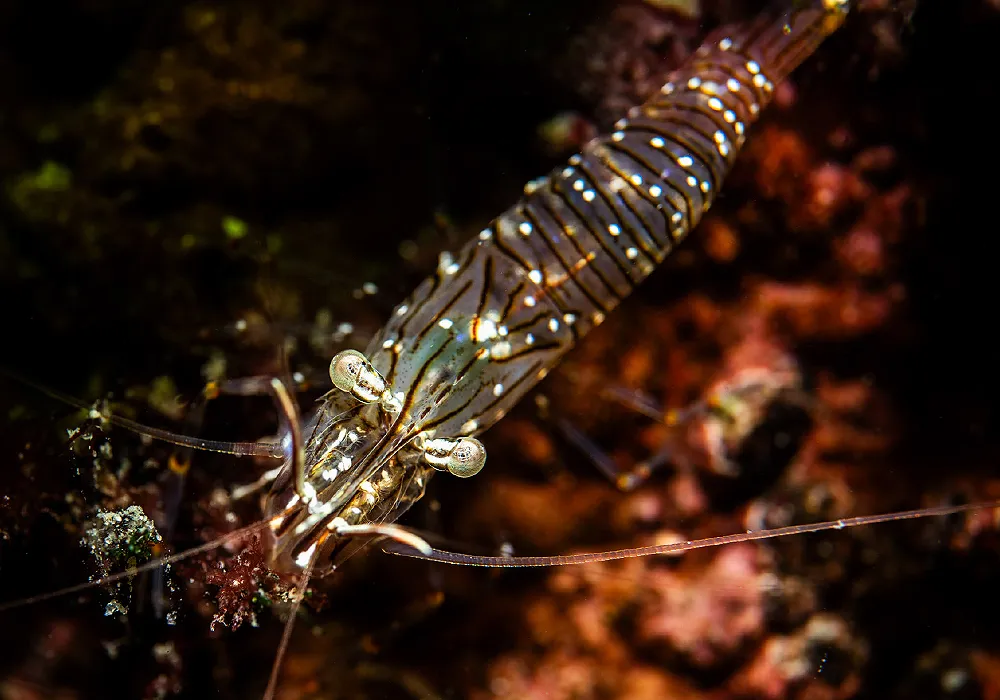 FBUC Marine Life 5